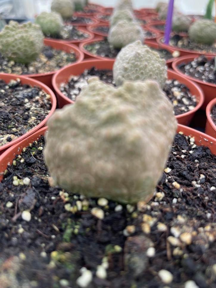 Succulent Pseudolithos Cubiformis 2,5-3cm doorsnede., Huis en Inrichting, Kamerplanten, Overige soorten, Minder dan 100 cm, Bloeiende kamerplant