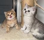 Britse Korthaar kittens, Ontwormd, 0 tot 2 jaar, Kater
