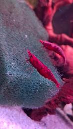 Red sakura garnaal, Kreeft, Krab of Garnaal