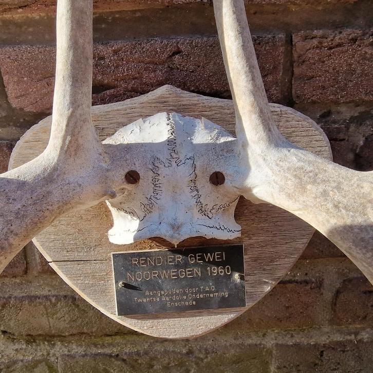 Rendier Gewei Noorwegen 1960, Antiek en Kunst, Antiek | Woonaccessoires, Ophalen