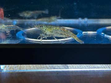 Neocaridina mix garnalen wildkleur beschikbaar voor biedingen