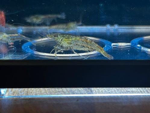 Neocaridina mix garnalen wildkleur, Dieren en Toebehoren, Vissen | Aquariumvissen, Zoetwatervis, Kreeft, Krab of Garnaal, Schoolvis