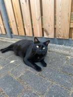 Lieve kat Bagheera zoekt een nieuw thuis (met tuin)!, Meerdere dieren
