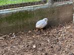 Kwartel haantje, Dieren en Toebehoren, Vogels | Overige Vogels, Mannelijk