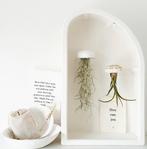 Jellyfish airplantjes ACTIE!, Overige soorten, Minder dan 100 cm, Groene kamerplant, Halfschaduw