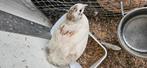 Japanse kwartel, Dieren en Toebehoren, Vogels | Overige Vogels, Mannelijk, Tropenvogel
