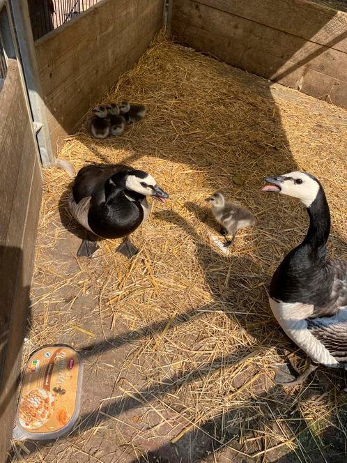 3 jonge brandganzen tekoop, Dieren en Toebehoren, Pluimvee, Gans of Zwaan, Meerdere dieren