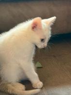 wie mag ik knuffelen ik mag verhuizen ben knuffelbeer️, Dieren en Toebehoren, Katten en Kittens | Overige Katten, Kater