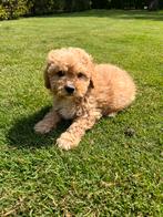 Maltipoo (Maltezer x Poedel) pups reutjes, Poedel, Nederland, CDV (hondenziekte), 8 tot 15 weken