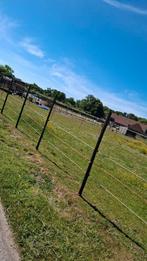 Nog 1 Plekje vrij voor een ruin in onze kudde., Dieren en Toebehoren, Stalling en Weidegang
