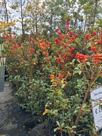 Ilex heckenfee, Rode bes dragende hulst, nirt prikkend beschikbaar voor biedingen
