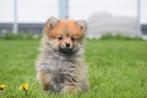 Keeshond pups spitz ,dwergkees,mini dwergkees pup, Rabiës (hondsdolheid), Meerdere, Keeshond, 8 tot 15 weken