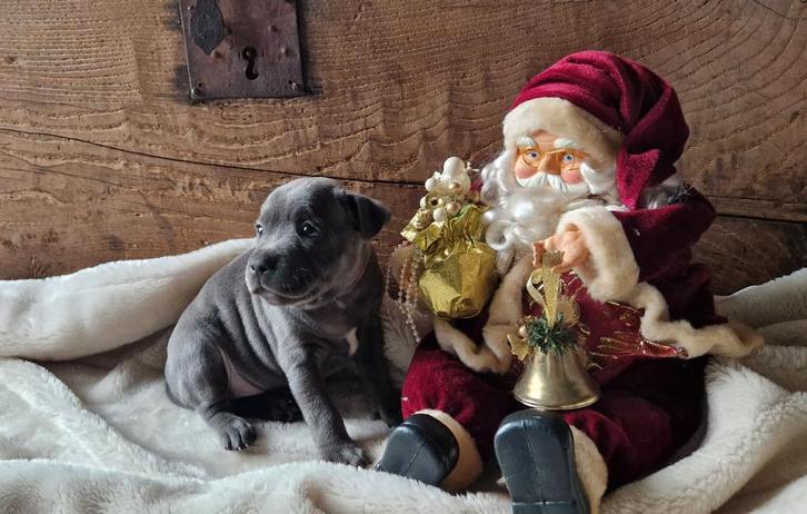 Engelse Stafford pups met FCI stamboom, Dieren en Toebehoren, Honden | Jack Russells en Terriërs, Meerdere dieren, Bull Terriër