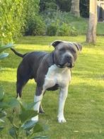 Ervaren dekreu american Stafford, Rabiës (hondsdolheid), Reu, 1 tot 2 jaar, Eén hond