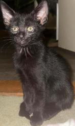 Lieve mooie kittens, Dieren en Toebehoren, Katten en Kittens | Overige Katten, Meerdere dieren