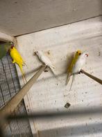 Halsband parkieten albino, Dieren en Toebehoren, Vogels | Parkieten en Papegaaien, Meerdere dieren, Parkiet, Geringd