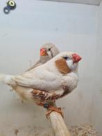 Te koop koppel oranje isabel man van 2025, Dieren en Toebehoren, Vogels | Overige Vogels, Meerdere dieren, Wildzangvogel