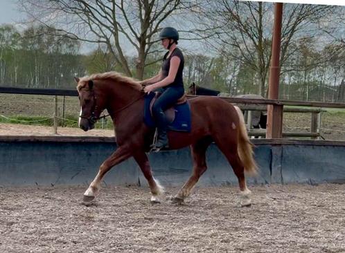 Super lieve schwarzwälder merrie, Dieren en Toebehoren, Paarden, Merrie, Zadelmak, 3 tot 6 jaar, Recreatiepaard, Met stamboom