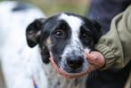 Mag ik jouw maatje zijn? Domino., Dieren en Toebehoren, Particulier, Rabiës (hondsdolheid), Buitenland, Teef