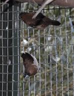 diverse volièrevogels, Meerdere dieren, Tropenvogel, Geringd