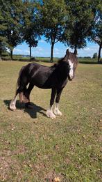 Lieve tinker merrie van 3 jaar, Merrie, Recreatiepony