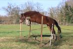 Toekomstige allround paard, Dieren en Toebehoren, Paarden