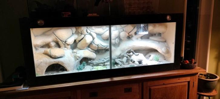 Terrarium met 3d achtergrond, Dieren en Toebehoren, Reptielen en Amfibieën | Toebehoren, Ophalen
