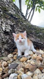 Boerderij kittens te koop, Dieren en Toebehoren, Katten en Kittens | Overige Katten, Meerdere dieren, Kortharig, 0 tot 2 jaar