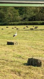 Kleine pakjes (2024) onkruidvrij hooi, Dieren en Toebehoren, Schapen, Geiten en Varkens, Meerdere dieren, Schaap