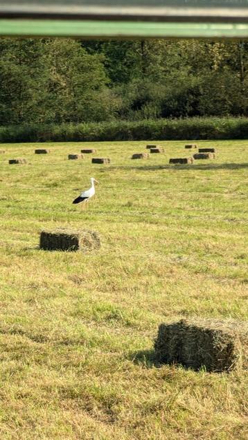 Kleine pakjes (2024) onkruidvrij hooi  beschikbaar voor biedingen