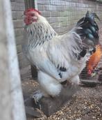 Kippenopvang zoekt mooie plek voor deze leuke krielhaan!, Dieren en Toebehoren, Pluimvee, Mannelijk, Kip