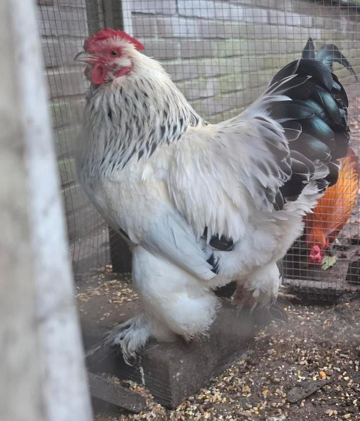 Kippenopvang zoekt mooie plek voor deze leuke krielhaan!, Dieren en Toebehoren, Pluimvee, Kip, Mannelijk