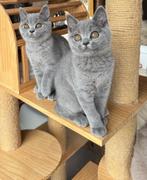 Brits Korthaar Blauw 🌸 de laatste twee 😺😸, Dieren en Toebehoren, Katten en Kittens | Raskatten | Korthaar, Meerdere dieren