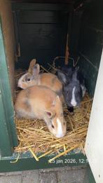 3 Jonge konijntjes te koop., Meerdere dieren, Middelgroot, 0 tot 2 jaar
