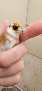 Parva mooie gezonde Vogels, Dieren en Toebehoren, Vogels | Kanaries, Meerdere dieren