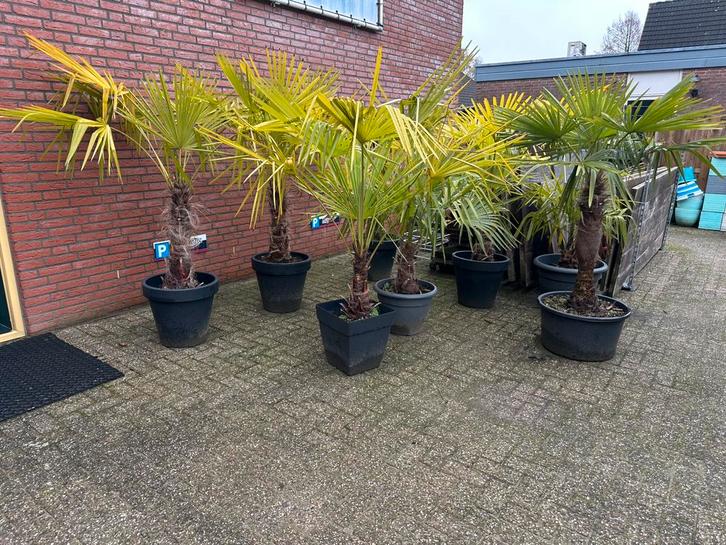 LAATSTE mooie palmen in luxe pot, Tuin en Terras, Planten | Bomen, Palmboom, 100 tot 250 cm, Volle zon, Bloeit niet, In pot, Ophalen