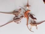 Jongen Baardagamen, Dieren en Toebehoren, Reptielen en Amfibieën, Hagedis, Tam, 0 tot 2 jaar