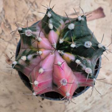 Cactus Gymnocalycium Mihanovichii p7 (14) beschikbaar voor biedingen