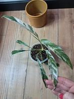 Rhaphidophora megasperna variegata/ tetrasperma variegata, Ophalen of Verzenden, Halfschaduw, Minder dan 100 cm