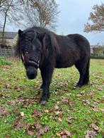 Leuke shetlander en tinker pony, Merrie, A pony (tot 1.17m), Gechipt
