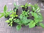 10 verschillende hosta’s, Halfschaduw, Zomer, Ophalen of Verzenden, Overige soorten