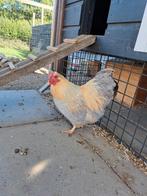 Wyandotte kriel haan tam, Dieren en Toebehoren, Mannelijk, Kip