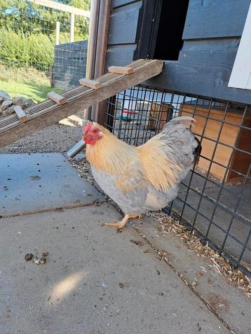 Wyandotte kriel haan tam, Dieren en Toebehoren, Pluimvee, Kip, Mannelijk