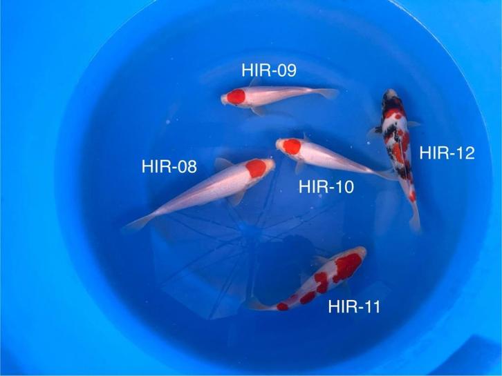 Diverse Japanse koi karper | Koikarpers  | Tosai vissen, Dieren en Toebehoren, Vissen | Vijvervissen, Karper of Koi