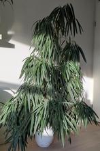 Grote Ficus Alii, Ophalen, Ficus, Halfschaduw, In pot