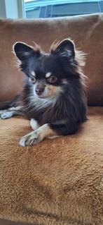 Dekreu Chihuahua (niet te koop), Dieren en Toebehoren, 6 jaar of ouder, Rabiës (hondsdolheid), Reu, Eén hond