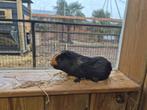 Cavia zeugjes | Jonge cavia's | Gezonde dieren, Dieren en Toebehoren, Knaagdieren, Cavia, Vrouwelijk, Tam, Oktober