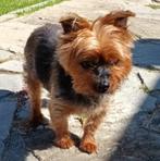 ACE: Gaita heeft niet lang meer, een ouder hondje!, Dieren en Toebehoren, 6 jaar of ouder, Yorkshire Terriër, Particulier, Rabiës (hondsdolheid)