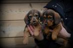 Ruwharige Teckel pups, Rabiës (hondsdolheid), Meerdere, 8 tot 15 weken, Meerdere dieren