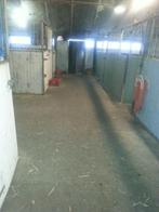 Stal met 8 ruime boxen in eigen beheer, Dieren en Toebehoren, Stalling en Weidegang, Weidegang, 4 paarden of pony's of meer